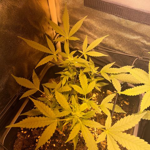 Pink Rozay Automatic growlog timeline photo