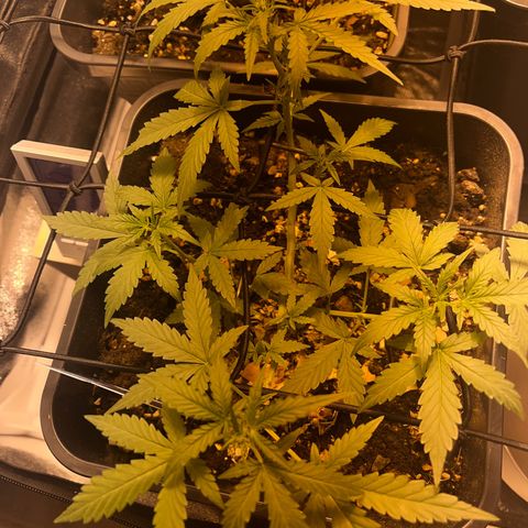 Pink Rozay Automatic growlog timeline photo