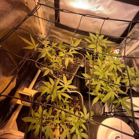 Pink Rozay Automatic growlog timeline photo