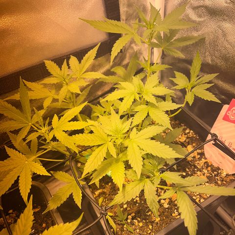 Pink Rozay Automatic growlog timeline photo