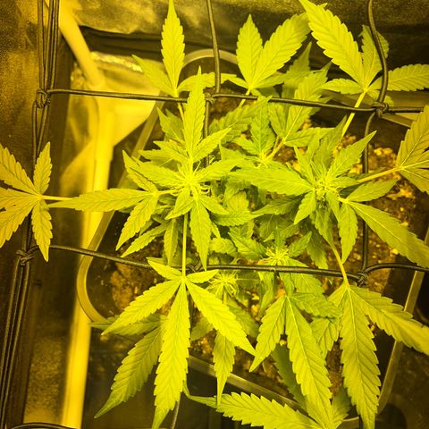 Pink Rozay Automatic growlog timeline photo