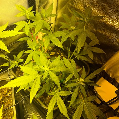 Pink Rozay Automatic growlog timeline photo