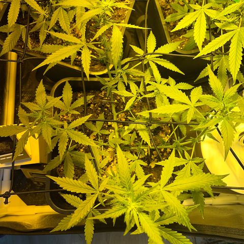 Pink Rozay Automatic growlog timeline photo