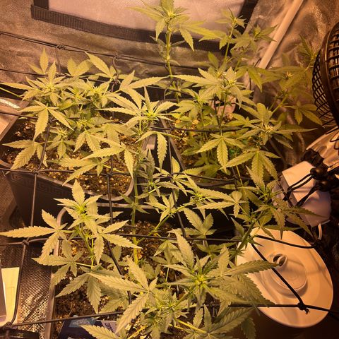 Pink Rozay Automatic growlog timeline photo