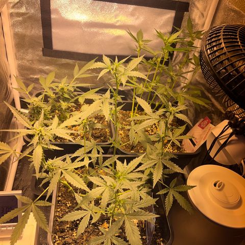 Pink Rozay Automatic growlog timeline photo