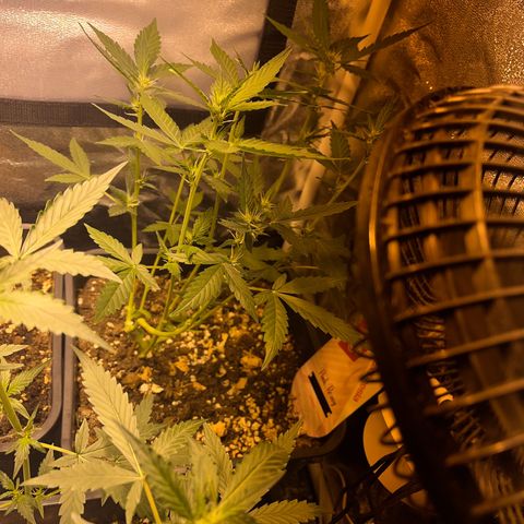 Pink Rozay Automatic growlog timeline photo