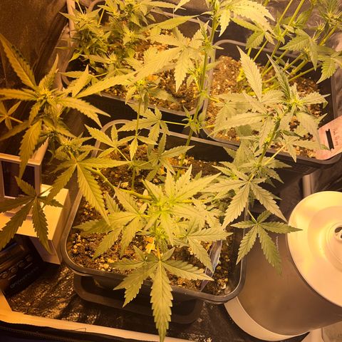 Pink Rozay Automatic growlog timeline photo