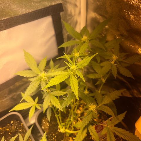 Pink Rozay Automatic growlog timeline photo