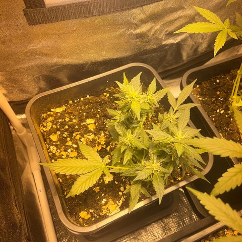 Pink Rozay Automatic growlog timeline photo