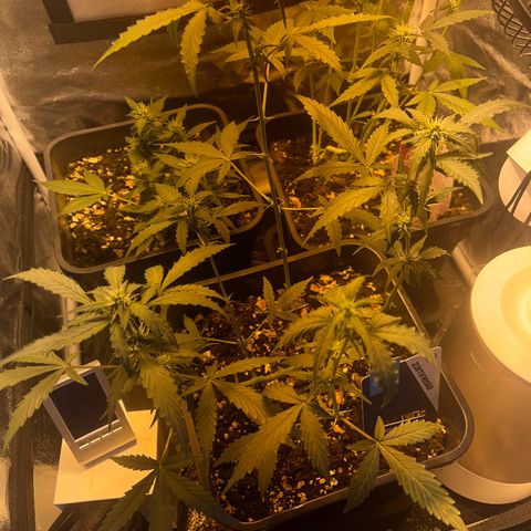 Pink Rozay Automatic growlog timeline photo