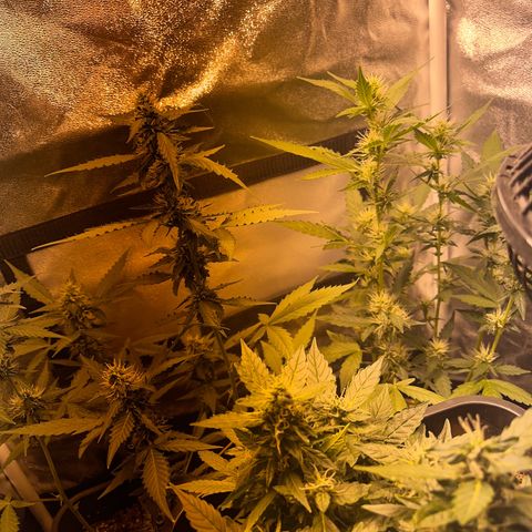 Pink Rozay Automatic growlog timeline photo