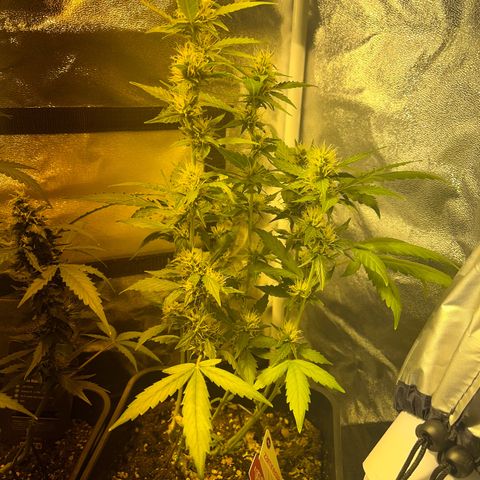 Pink Rozay Automatic growlog timeline photo