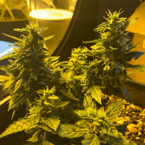 Pink Rozay Automatic growlog timeline photo