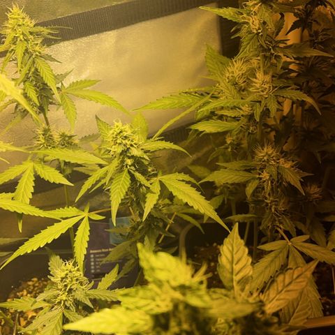 Pink Rozay Automatic growlog timeline photo