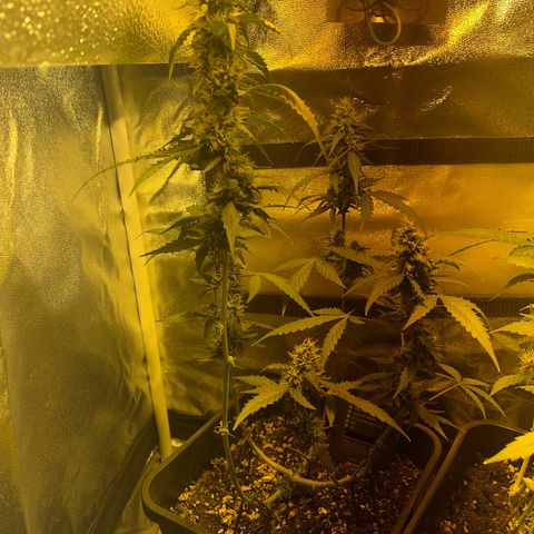 Pink Rozay Automatic growlog timeline photo