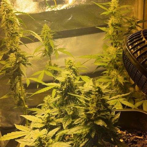 Pink Rozay Automatic growlog timeline photo