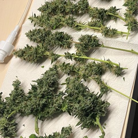 Pink Rozay Automatic growlog timeline photo