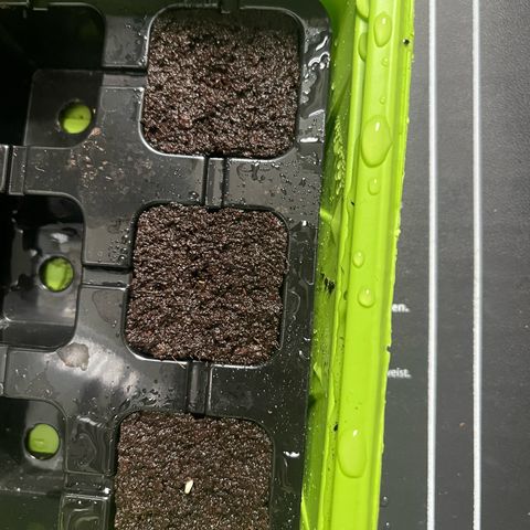 Jack Herer growlog photo