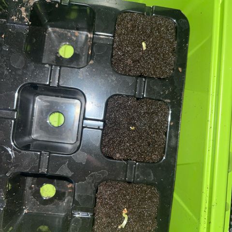 Jack Herer growlog photo