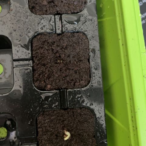 Jack Herer growlog photo