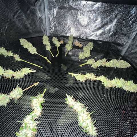 Pink Rozay Automatic growlog timeline photo