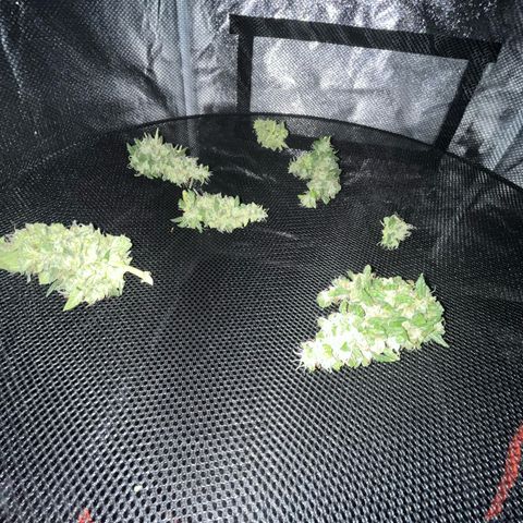 Pink Rozay Automatic growlog timeline photo