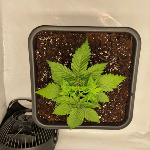 Euforia growlog photo: Neuer 18l Topf