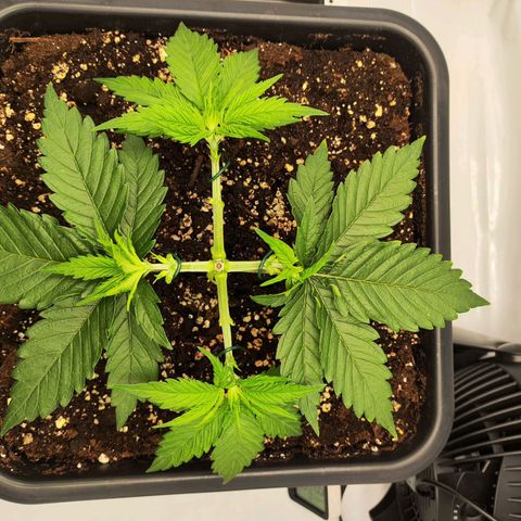 Euforia growlog timeline photo