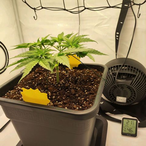 Euforia growlog timeline photo
