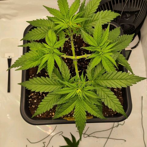 Euforia growlog timeline photo