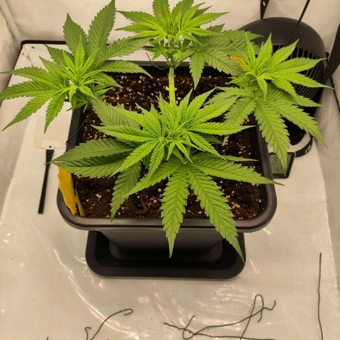 Euforia growlog timeline photo