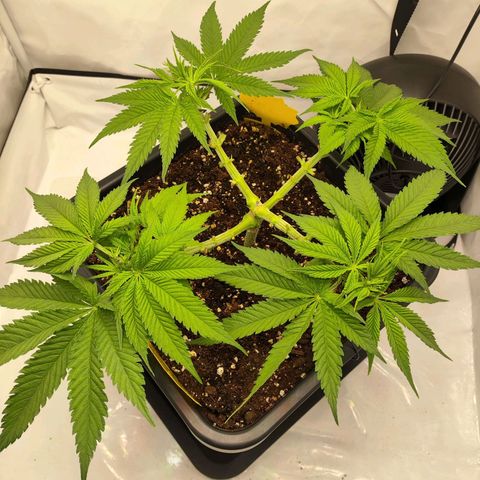 Euforia growlog photo: Beide unteren Triebe erneut getoppt und ausgedünnt 