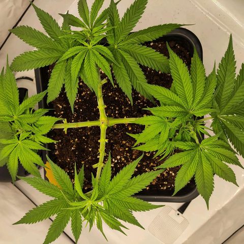 Euforia growlog timeline photo