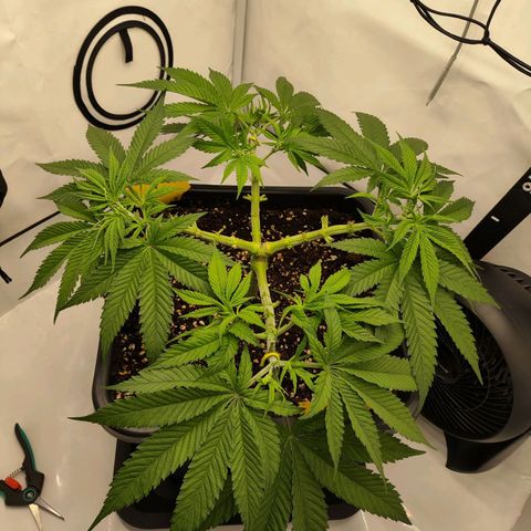 Euforia growlog photo: LST + einzelne Triebe gleichmäßig abgeschnitten