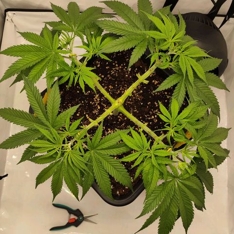 Euforia growlog photo: LST + einzelne Triebe gleichmäßig abgeschnitten
