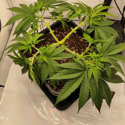 Euforia growlog photo: LST 