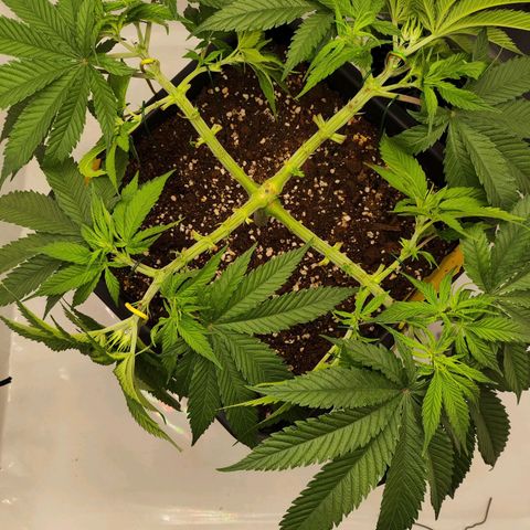 Euforia growlog photo: LST 