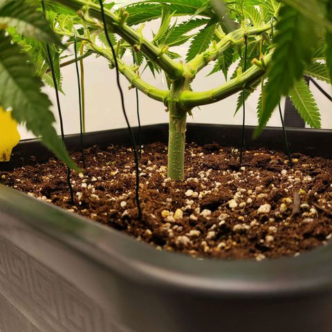 Euforia growlog photo: LST 