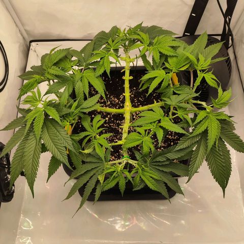 Euforia growlog photo: Gefühlt jeden Trieb getoppt 
Letzte mal entlaubt vor Switch in Blüte 