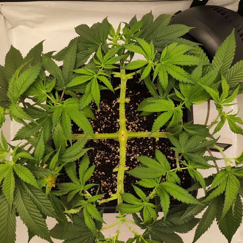 Euforia growlog photo: Gefühlt jeden Trieb getoppt 
Letzte mal entlaubt vor Switch in Blüte 