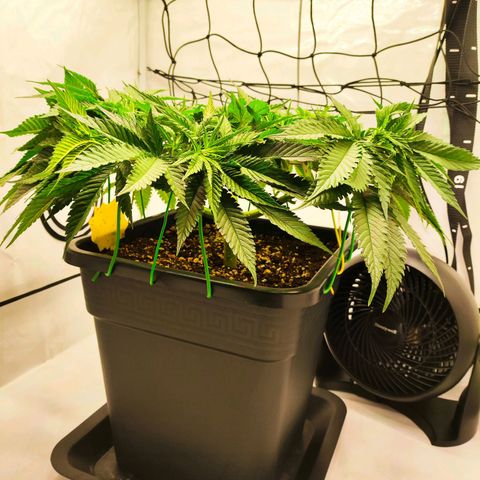 Euforia growlog timeline photo