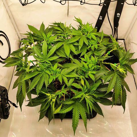 Euforia growlog timeline photo