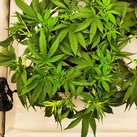 Euforia growlog timeline photo