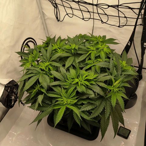 Euforia growlog timeline photo