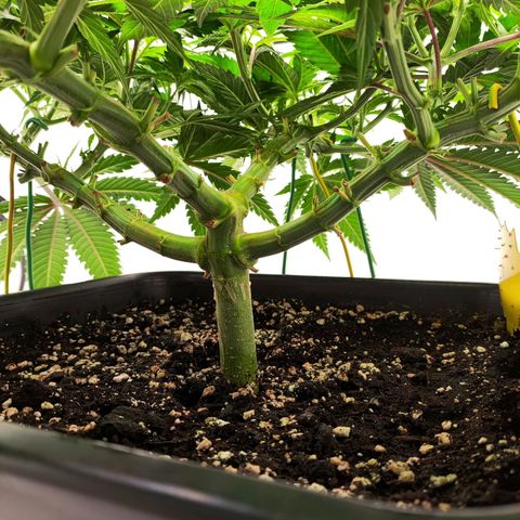Euforia growlog timeline photo