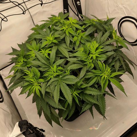 Euforia growlog timeline photo