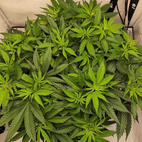 Euforia growlog timeline photo