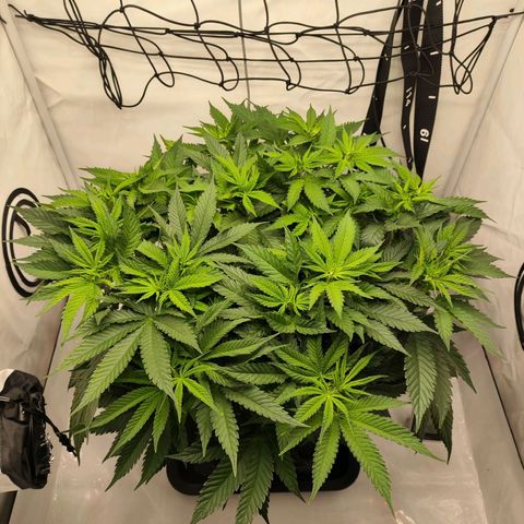Euforia growlog timeline photo
