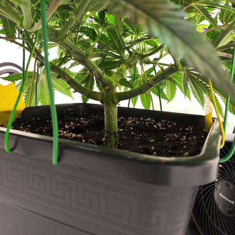 Euforia growlog timeline photo