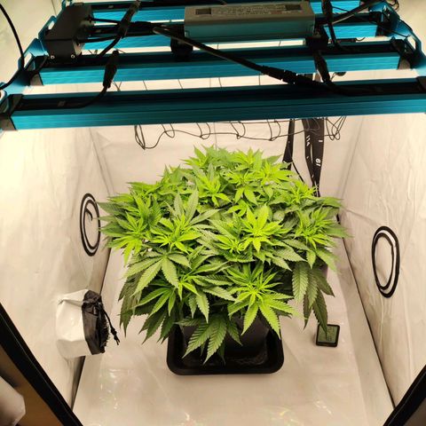 Euforia growlog timeline photo